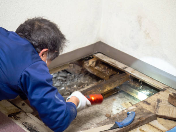 Best Crawl Space Mold Removal  in Albany, CA