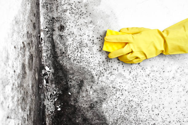 Best Black Mold Removal  in Albany, CA