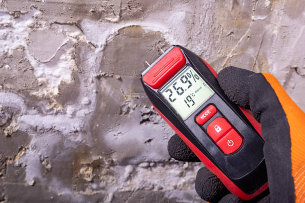 Best Best Mold Removal Companies  in Albany, CA