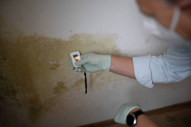 Office Mold Removal Services in Albany, CA