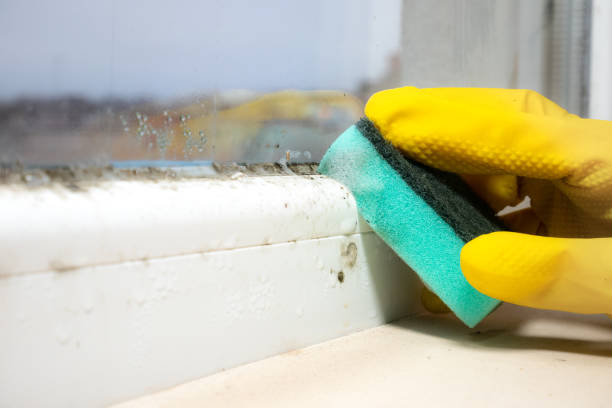Best Commercial Mold Removal  in Albany, CA