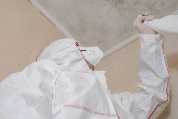 Best Same-Day Mold Removal  in Albany, CA