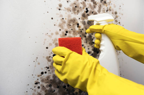 Albany, CA Mold Removal Company