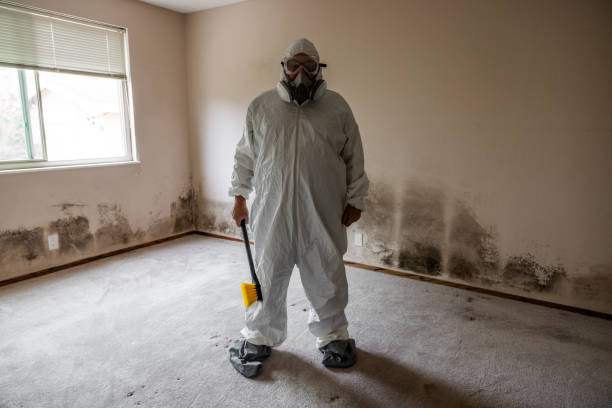 Best Mold Remediation  in Albany, CA