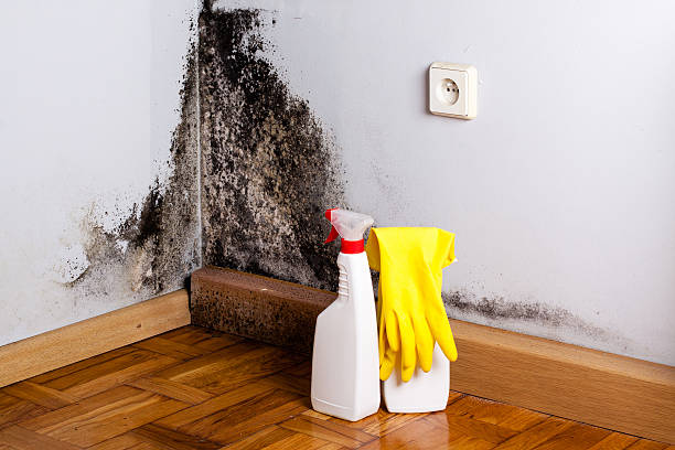 Best Office Mold Removal Services  in Albany, CA