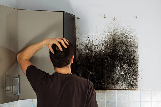 Best Professional Mold Removal  in Albany, CA