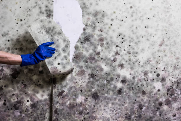 Best Commercial Mold Removal  in Albany, CA