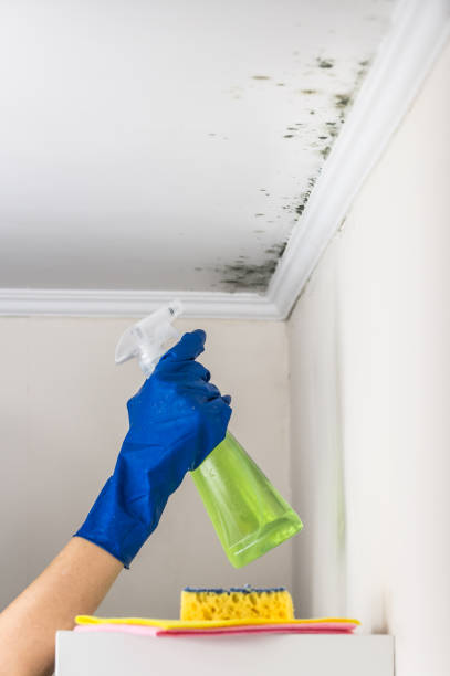 Best Home Mold Removal  in Albany, CA